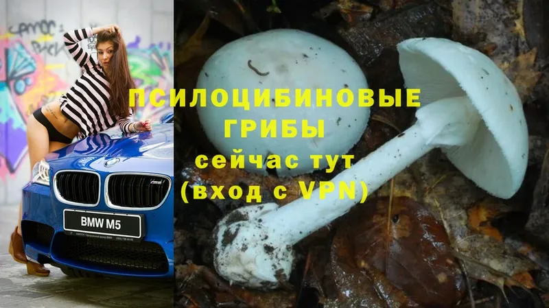 Псилоцибиновые грибы Psilocybine cubensis Полысаево